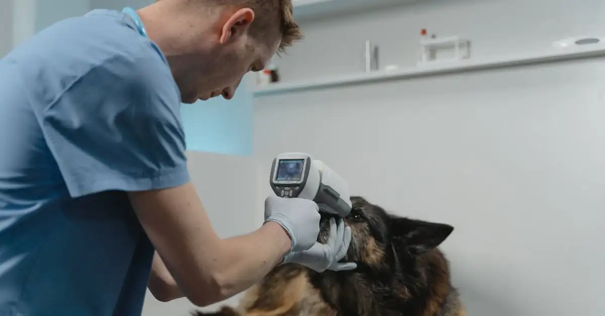 Com que frequência levar seu cachorro ao veterinário?