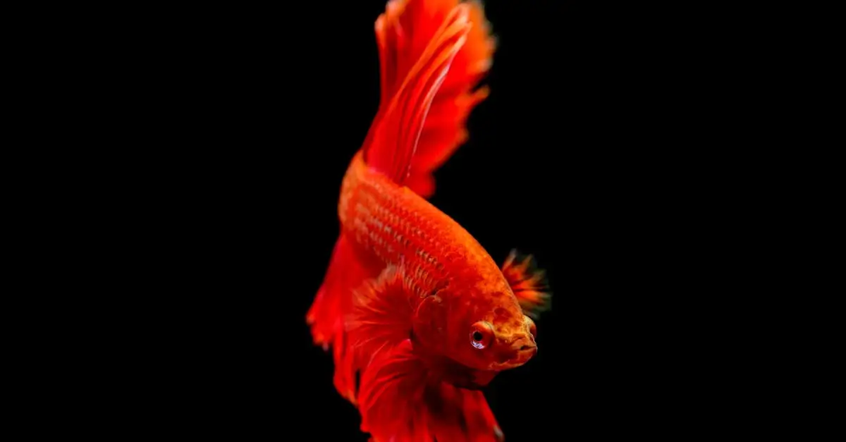Como os peixes dormem em aquários? Descubra agora!