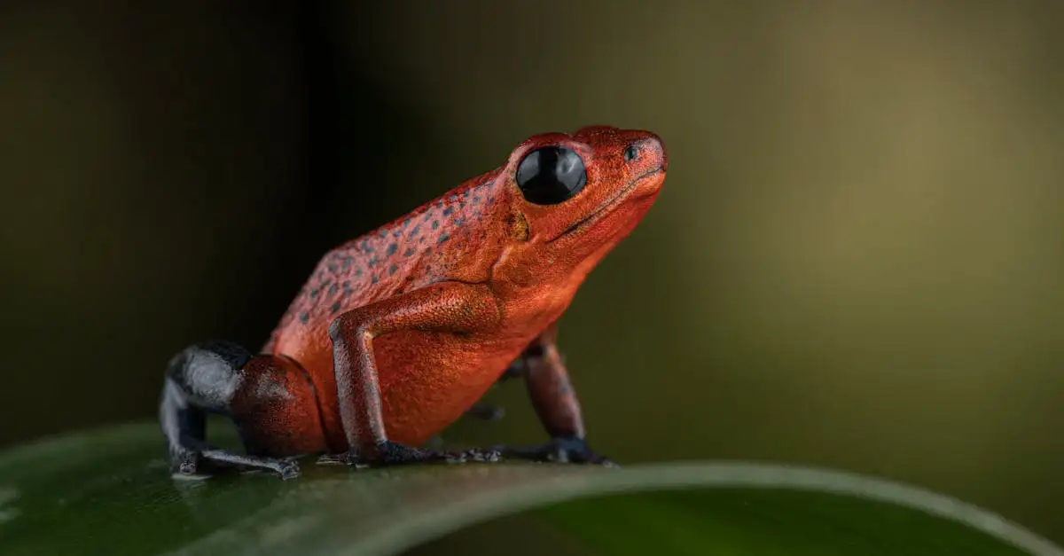 O que encontrar nas florestas tropicais da Costa Rica?