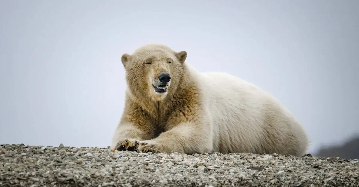 Os ursos polares sentem frio em seu habitat natural?