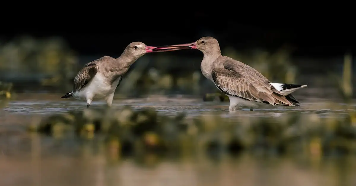 Por que as rotas migratórias são essenciais para as aves?