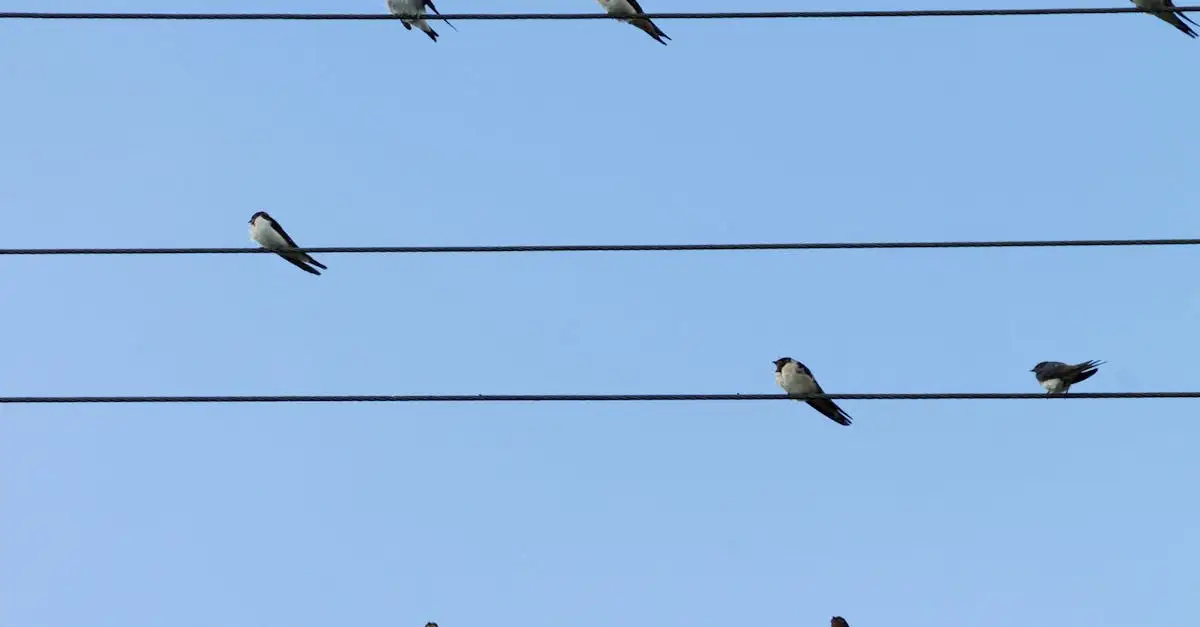 Quais as principais características das aves migratórias?