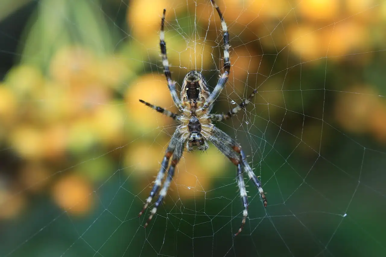 Quais os benefícios das aranhas? Descubra agora!