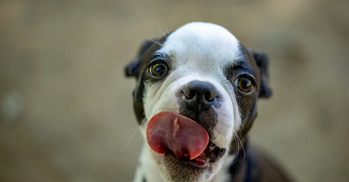 Qual cachorro combina com você? Descubra seu amigo ideal!