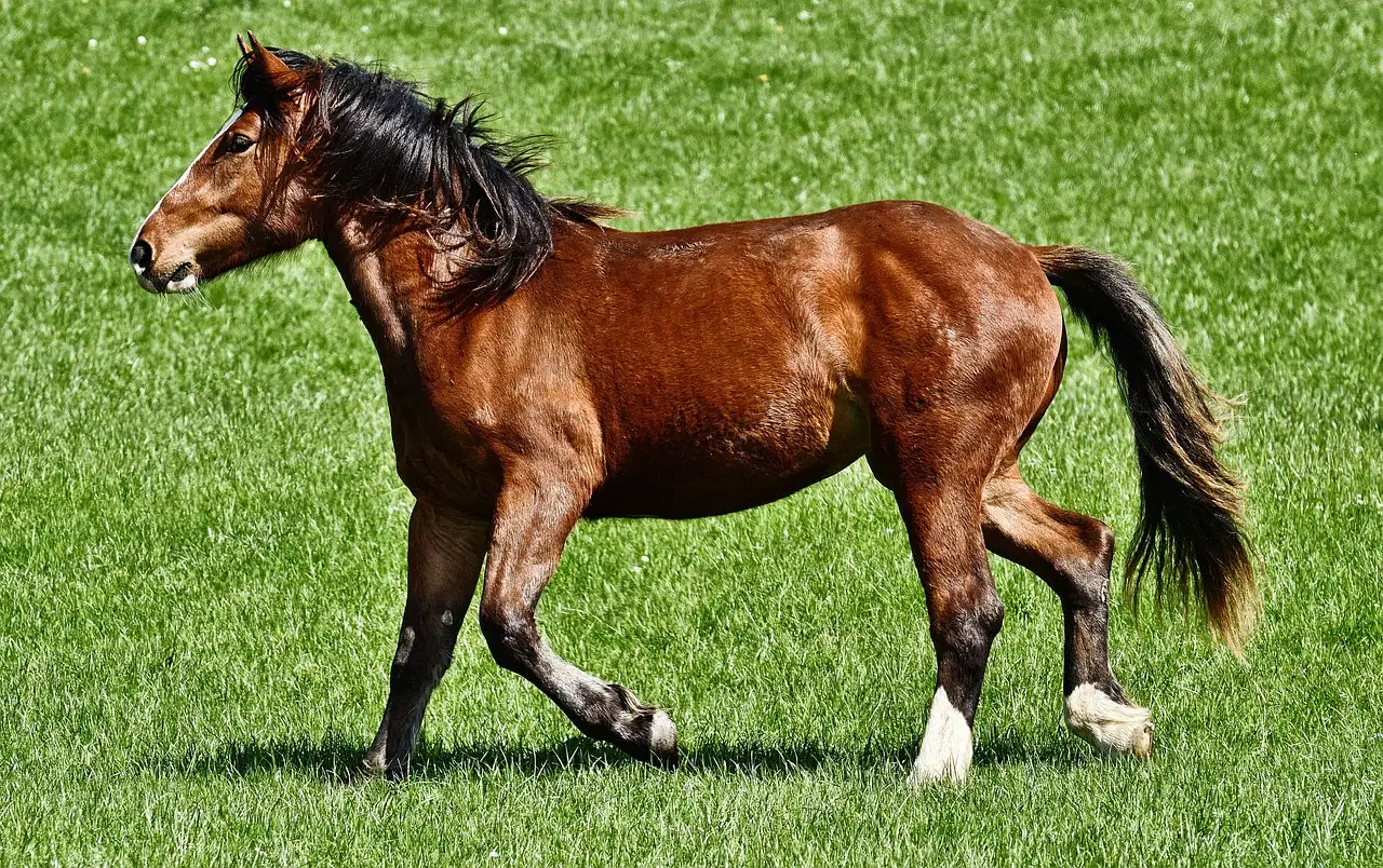 Qual cavalo é o ideal para você? Descubra agora!
