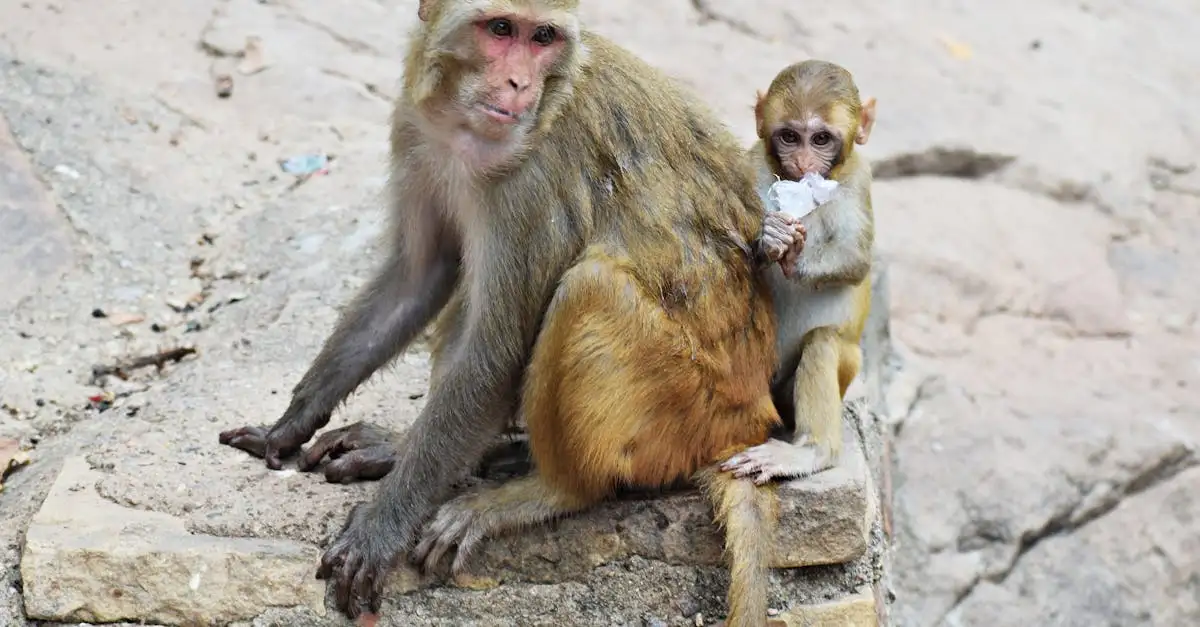 Qual macaco é mais próximo do ser humano? Descubra!