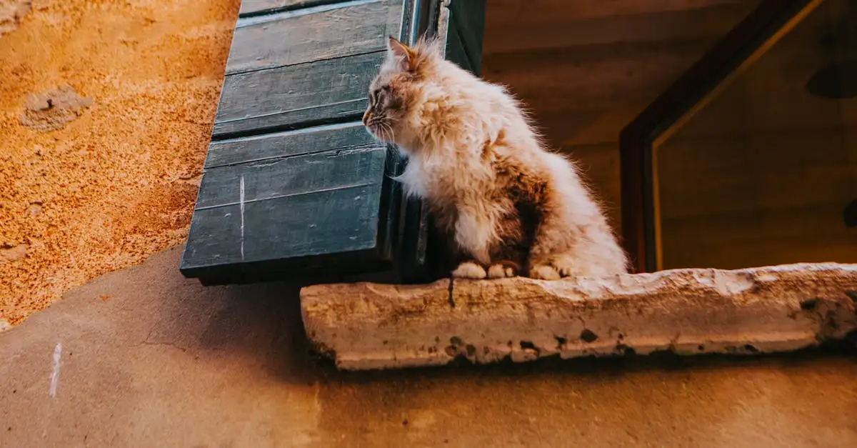 Qual o significado da deusa Bastet para os gatos?