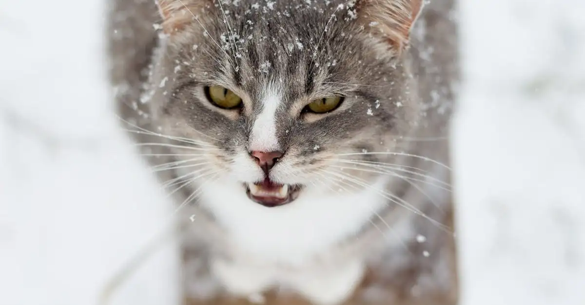 Gatos podem nos manipular com seu miado? Descubra aqui!