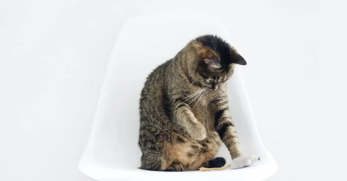 O que significa quando seu gato esfrega a cabeça em você?