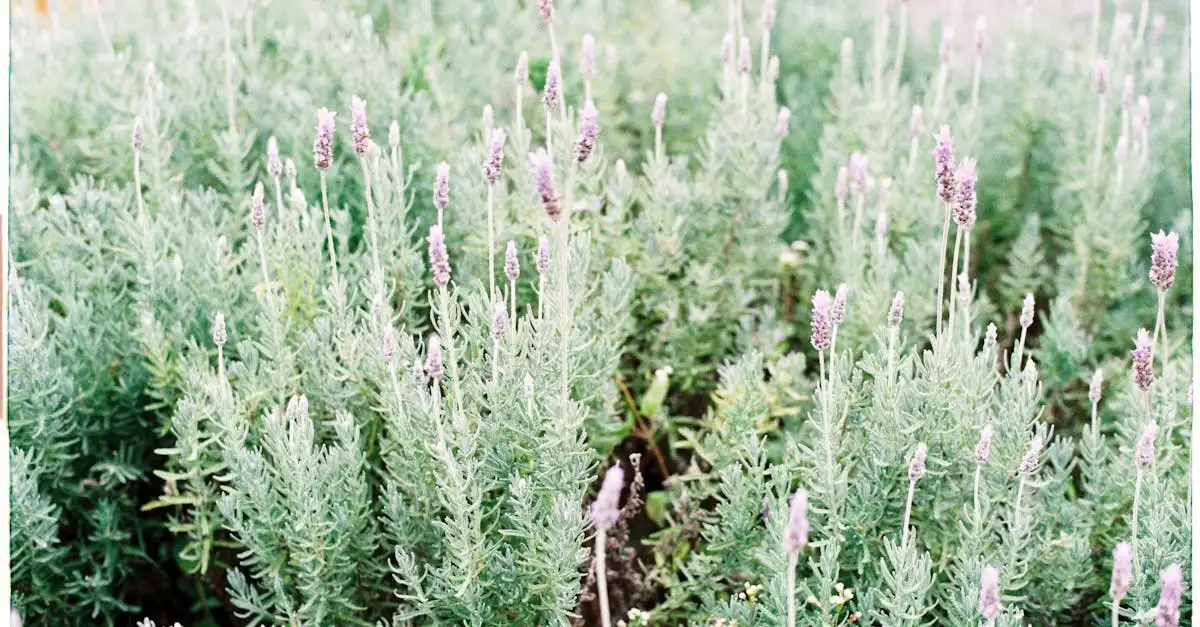 Quais plantas combinam com lavanda para um jardim perfeito?