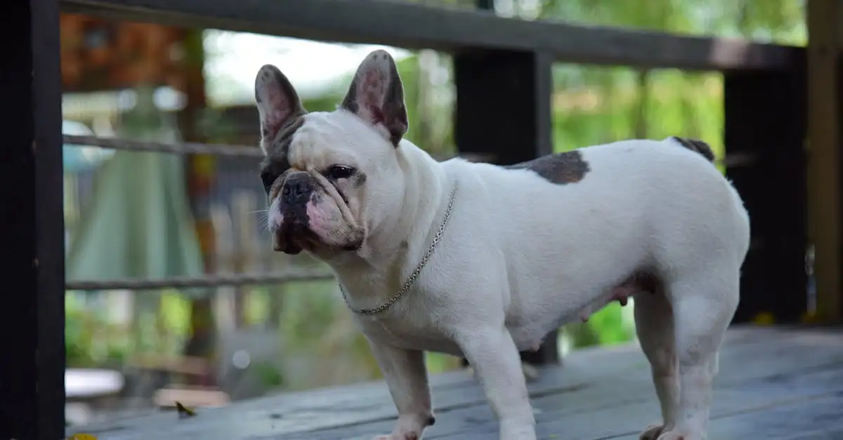 Qual cachorro combina com você? Descubra sua raça ideal!
