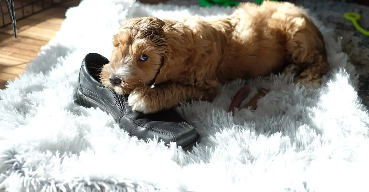 Qual raça de cachorro é a sua combinação perfeita?