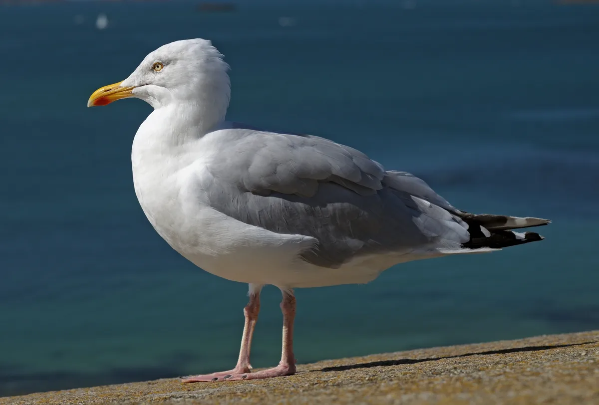 Gaivota