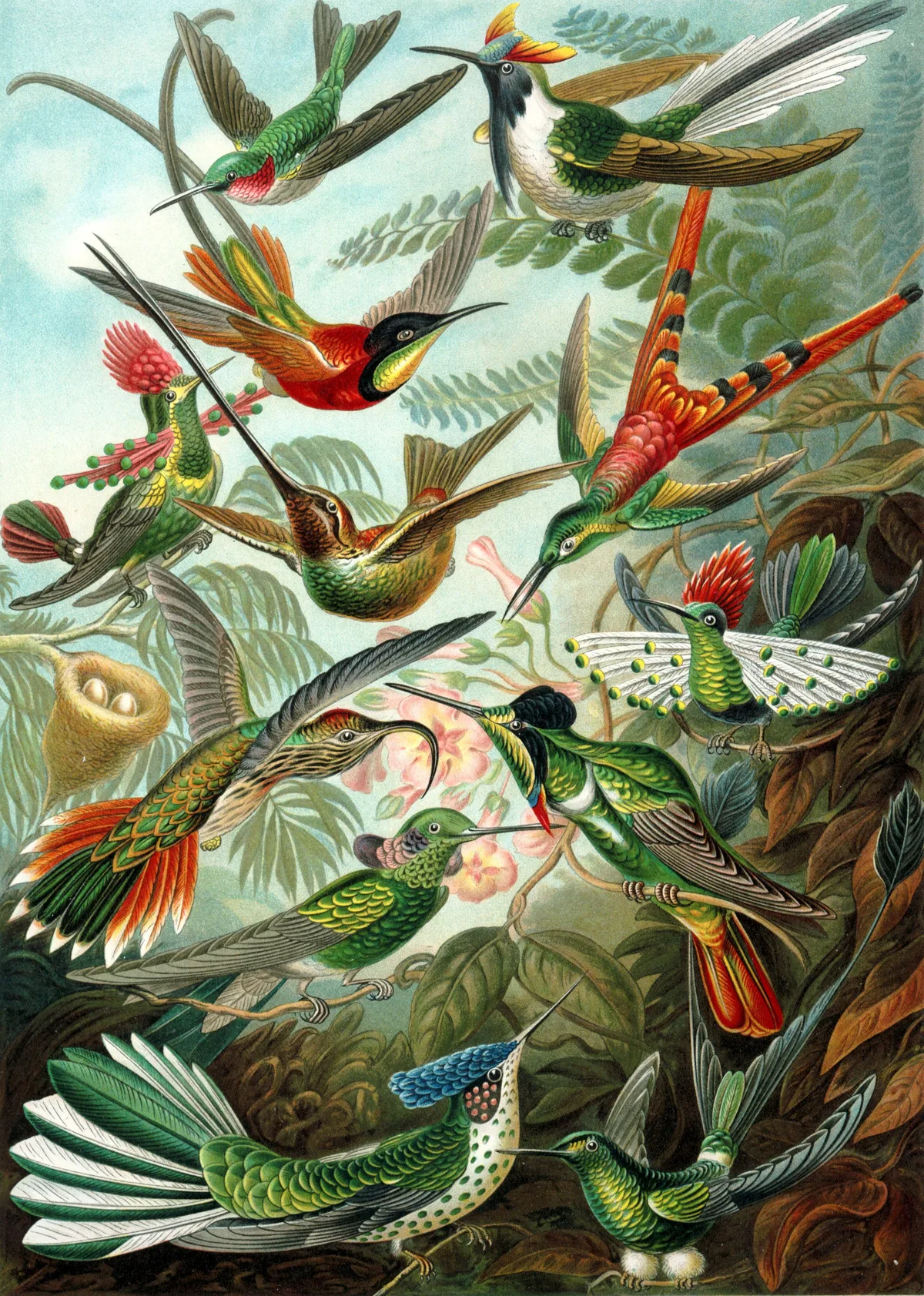 Beija-flor