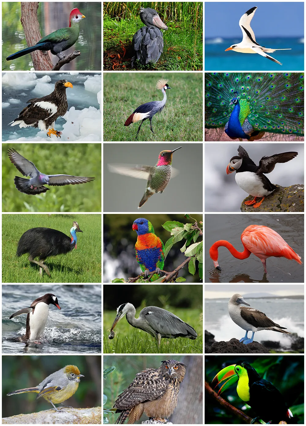 Aves