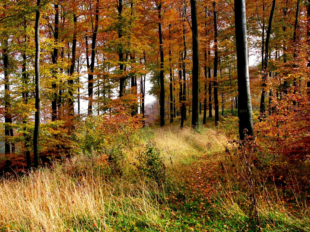 Floresta de Teutoburgo