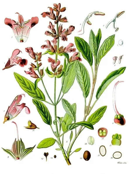 Salvia